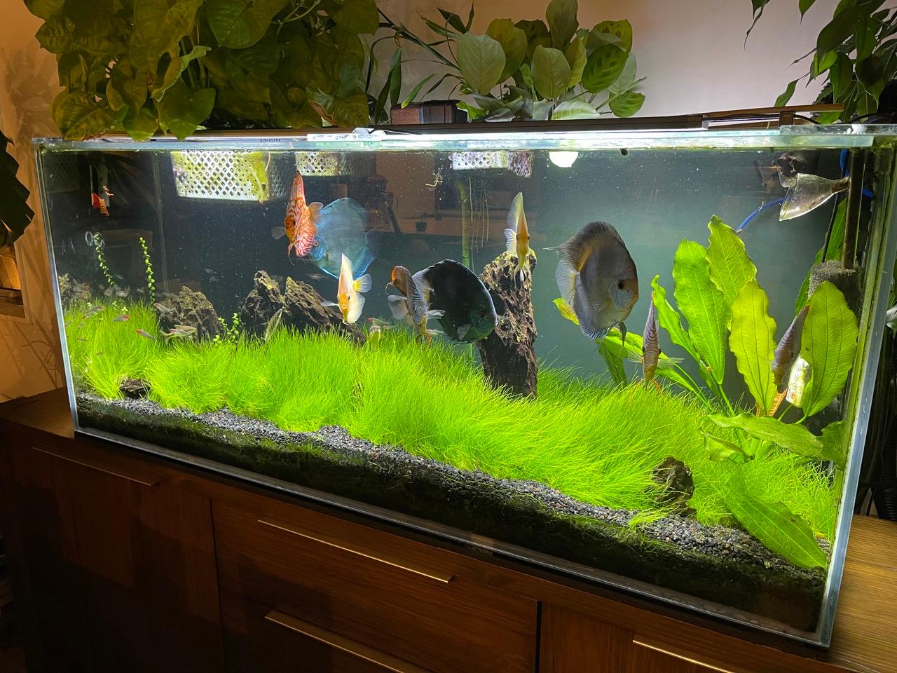 Image of Joel's freshwater planted Aquarium